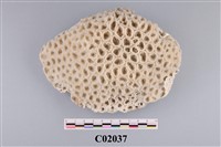 藏品(珊瑚化石)的圖片